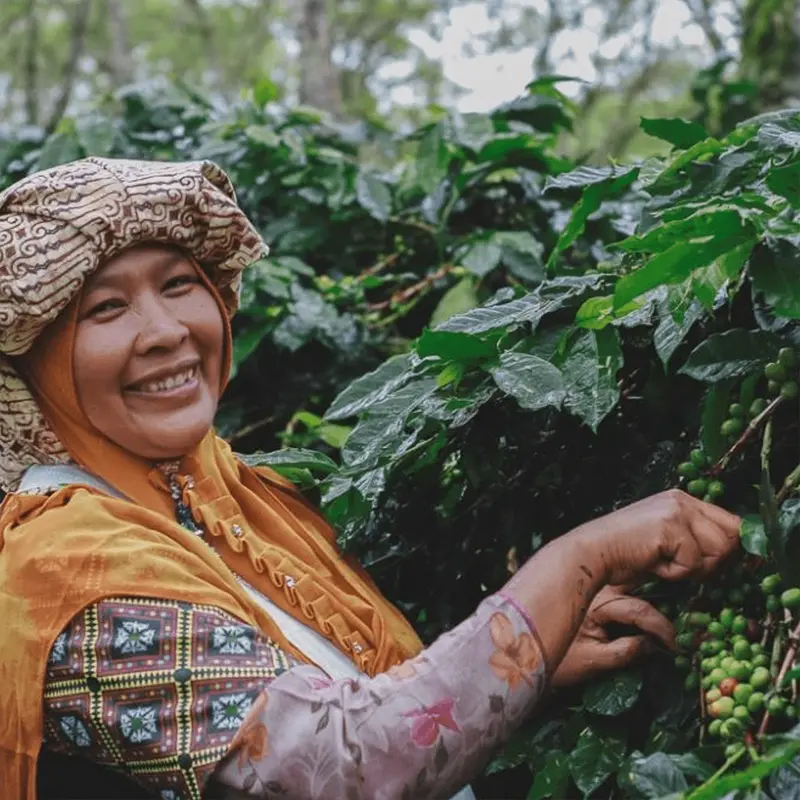 Sumatra Takengon Dark Roast Organic Coffee 1